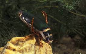 Attēlu rezultāti vaicājumam “Dytiscus marginalis”