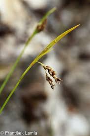 Attēlu rezultāti vaicājumam “Carex capillaris”