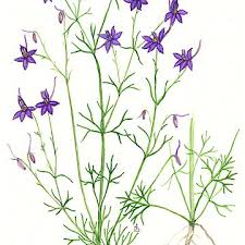 Attēlu rezultāti vaicājumam “Consolida regalis leaf”