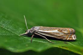 Attēlu rezultāti vaicājumam “Crambus pratella”