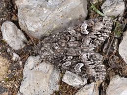 Attēlu rezultāti vaicājumam “Papestra biren”