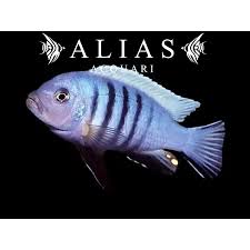 Risultati immagini per cynotilapia pulpican