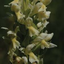 Attēlu rezultāti vaicājumam “Dactylorhiza ochroleuca leaf”