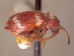 Attēlu rezultāti vaicājumam “Ptinus sp. female”