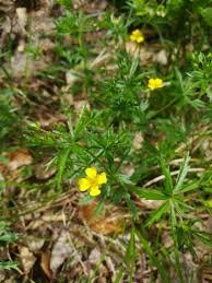 Image result for Potentilla erecta