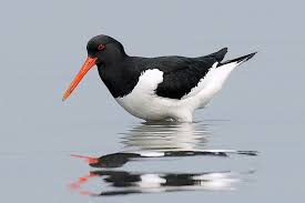 Attēlu rezultāti vaicājumam “Haematopus ostralegus adult”