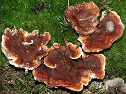 Attēlu rezultāti vaicājumam “Hydnellum aurantiacum”