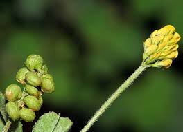 Attēlu rezultāti vaicājumam “Medicago lupulina fruit”