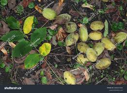 Attēlu rezultāti vaicājumam “Juglans cinerea fruit”