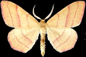 Attēlu rezultāti vaicājumam “Rhodostrophia vibicaria”