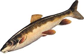 Image result for Catostomus commersonii