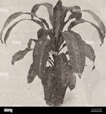 Image result for Leaves Green Bowmen