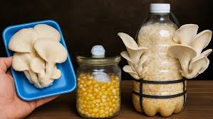 Attēlu rezultāti vaicājumam “Elmerina caryae”