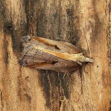 Attēlu rezultāti vaicājumam “Acleris cristana”