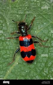 Attēlu rezultāti vaicājumam “Trichodes apiarius”