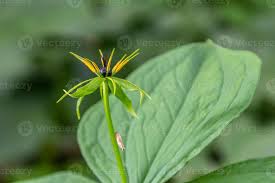 Attēlu rezultāti vaicājumam “Paris quadrifolia flower”