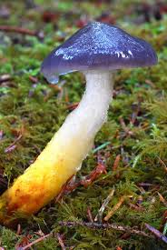 Attēlu rezultāti vaicājumam “Gomphidius glutinosus”