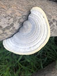 Attēlu rezultāti vaicājumam “Trametes hirsuta”