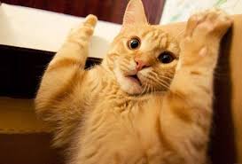 Image result for lulcatz