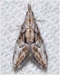 Attēlu rezultāti vaicājumam “Nolidae”