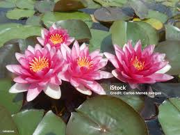 Attēlu rezultāti vaicājumam “Nymphaea candida leaf”