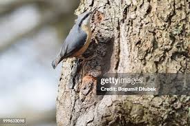 Attēlu rezultāti vaicājumam “Sitta europaea nest”