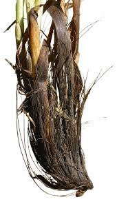 Attēlu rezultāti vaicājumam “Carex appropinquata”