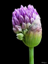Attēlu rezultāti vaicājumam “Allium holandicum bud”