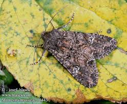 Attēlu rezultāti vaicājumam “Mamestra brassicae exuvia”