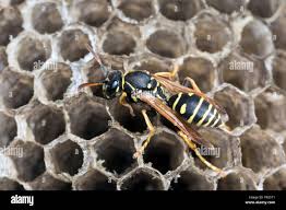 Attēlu rezultāti vaicājumam “Polistes nimpha”