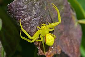 Image result for crab spider