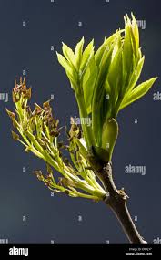 Attēlu rezultāti vaicājumam “Fraxinus excelsior Pendula bud”