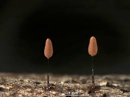 Attēlu rezultāti vaicājumam “Comatricha tenerrima”