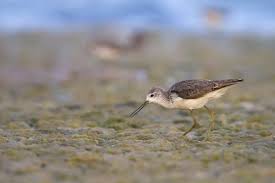 Attēlu rezultāti vaicājumam “Tringa stagnatilis adult”