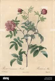 Attēlu rezultāti vaicājumam “Rosa majalis”