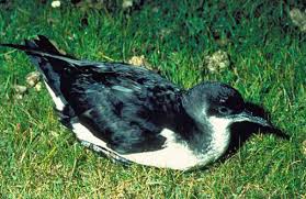 Image result for Puffinus puffinus