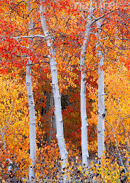 Attēlu rezultāti vaicājumam “Populus tremula”