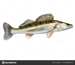 Image result for Sander lucioperca