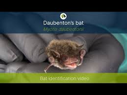 Attēlu rezultāti vaicājumam “Myotis daubentonii”