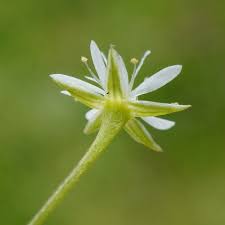Attēlu rezultāti vaicājumam “Stellaria uliginosa”