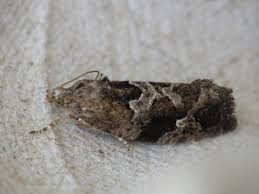 Attēlu rezultāti vaicājumam “Eudemis porphyrana”