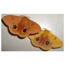 Attēlu rezultāti vaicājumam “Boloria titania underside”