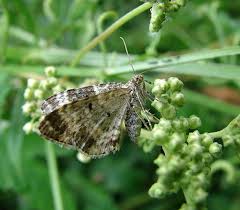 Attēlu rezultāti vaicājumam “Epirrhoe”