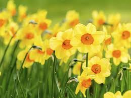 Attēlu rezultāti vaicājumam “Narcissus flower”