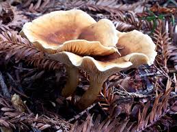 Attēlu rezultāti vaicājumam “Hygrophoropsis aurantiaca”