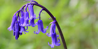 Attēlu rezultāti vaicājumam “Eurhynchiastrum pulchellum macro”