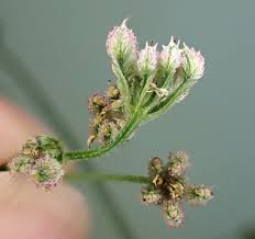 Attēlu rezultāti vaicājumam “Torilis japonica fruit”