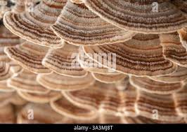 Attēlu rezultāti vaicājumam “Stereum fasciatum”