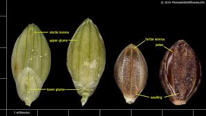 Attēlu rezultāti vaicājumam “Setaria viridis”