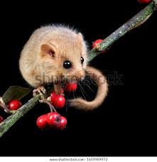 Attēlu rezultāti vaicājumam “Muscardinus avellanarius”